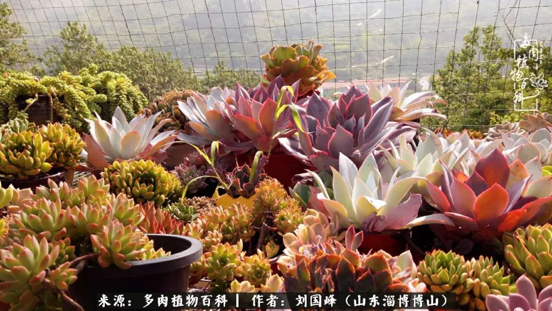夏季多肉褪色前后对比,聊聊多肉夏季如何防护
