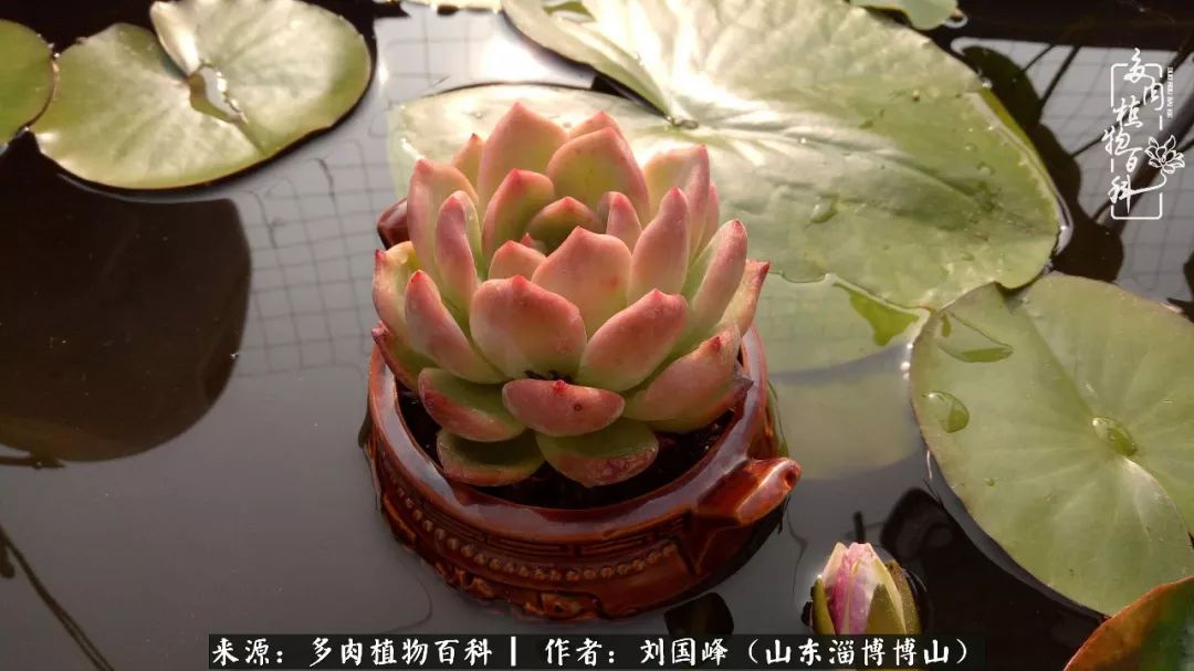 夏季多肉褪色前后对比,聊聊多肉夏季如何防护