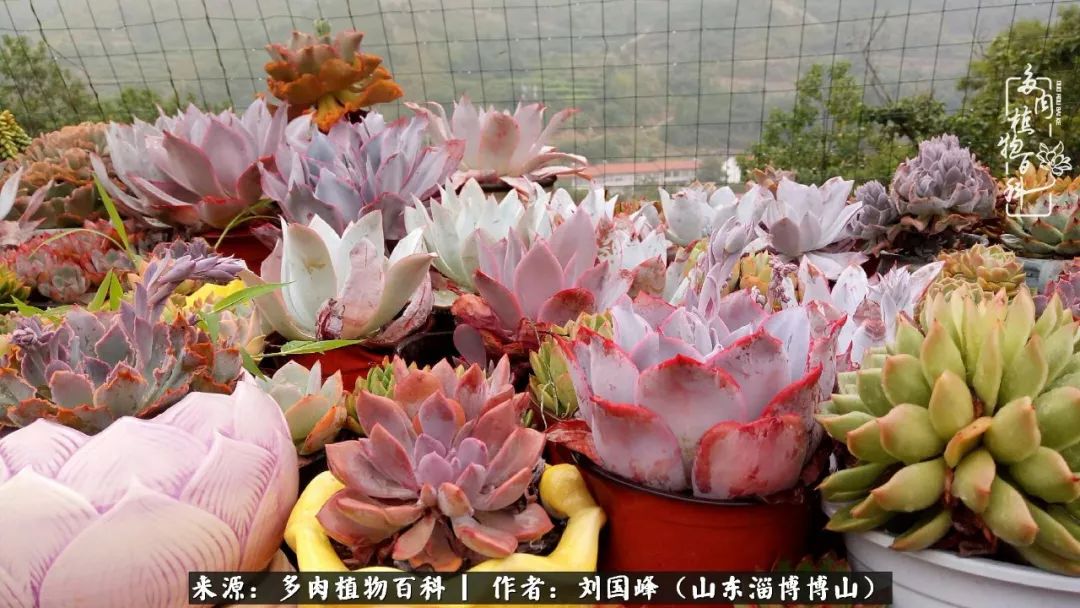 夏季多肉褪色前后对比,聊聊多肉夏季如何防护