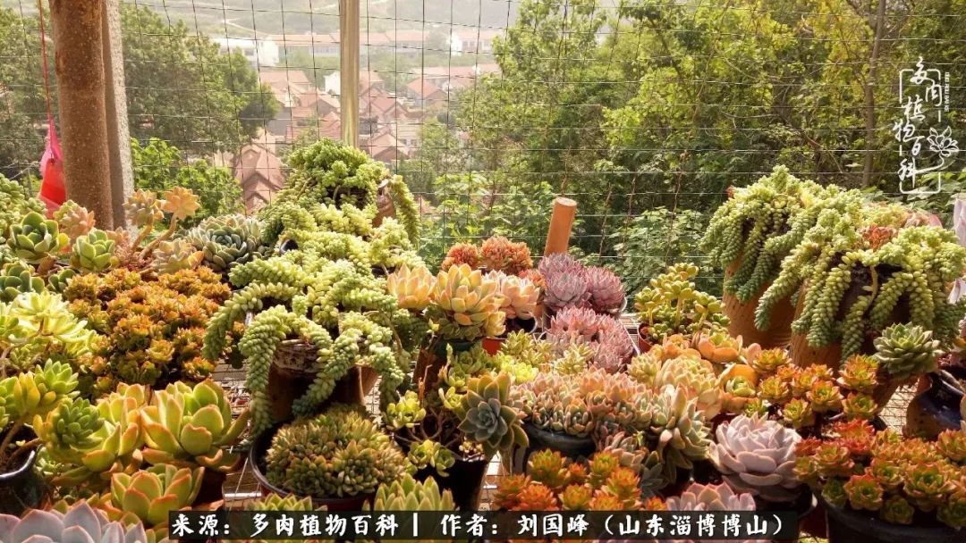 夏季多肉褪色前后对比,聊聊多肉夏季如何防护