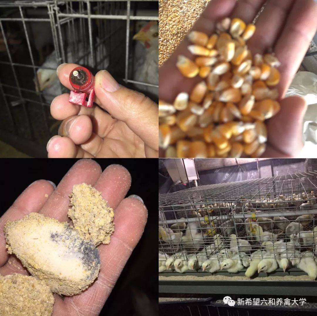 鸡小肚子疼是什么原因,鸡为什么肚子疼