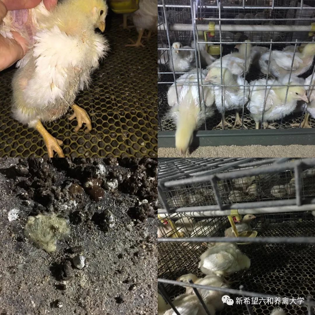 鸡小肚子疼是什么原因,鸡为什么肚子疼