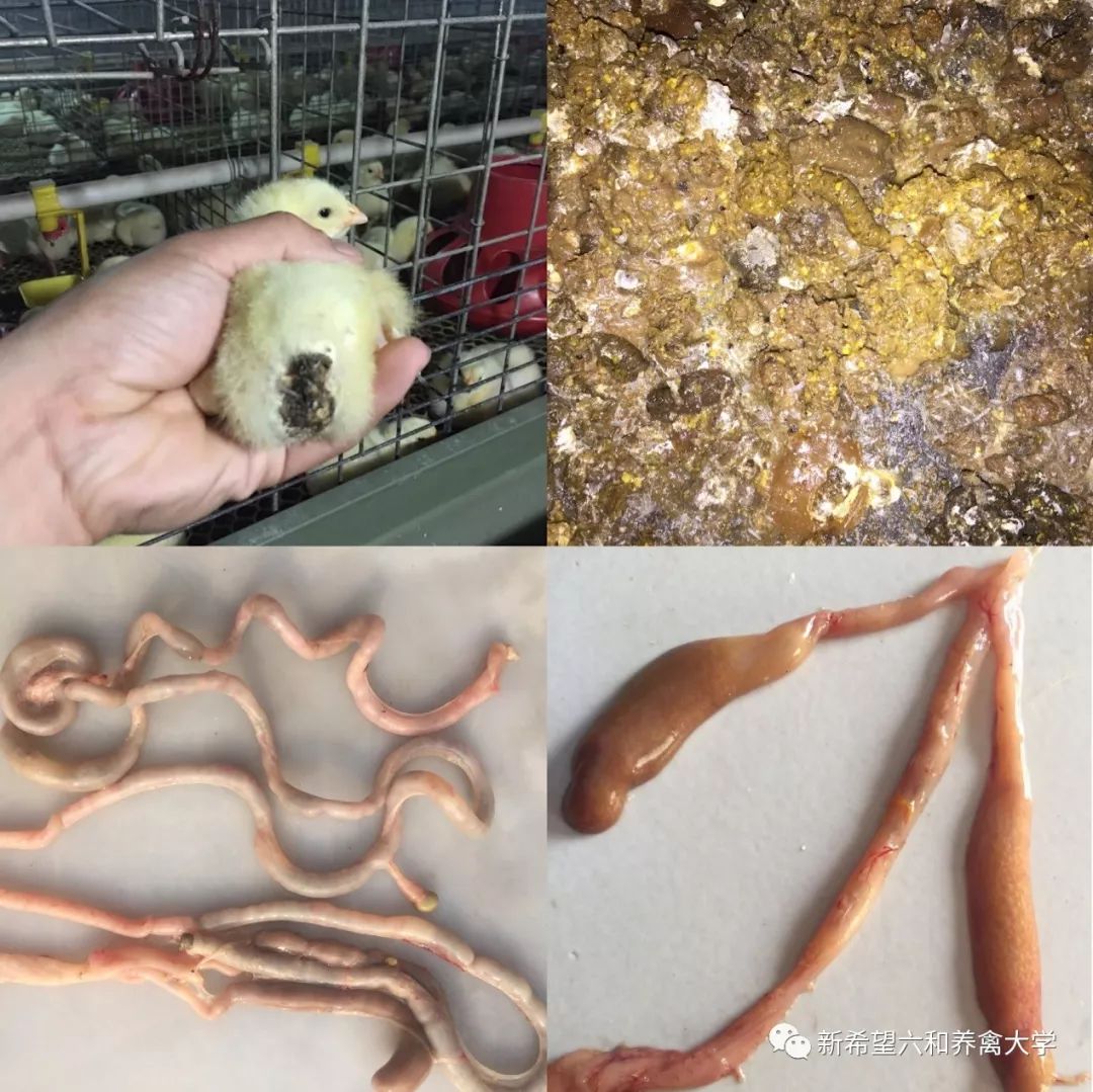 鸡小肚子疼是什么原因,鸡为什么肚子疼