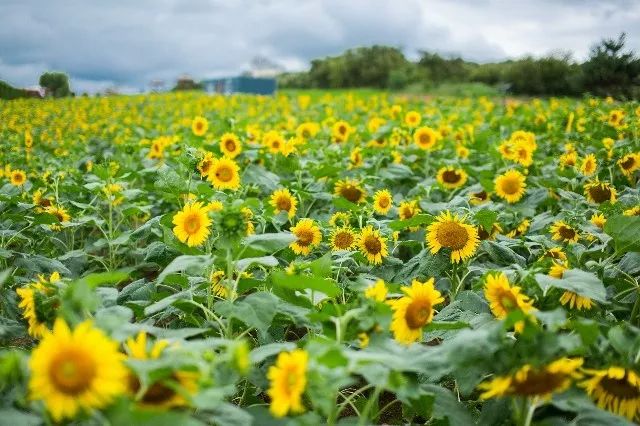 惊艳！花仙子这片向日葵花海盛情绽放！你去看了吗？