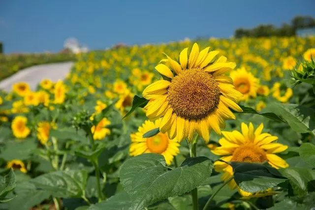惊艳！花仙子这片向日葵花海盛情绽放！你去看了吗？