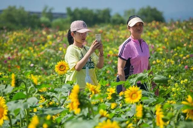 惊艳！花仙子这片向日葵花海盛情绽放！你去看了吗？