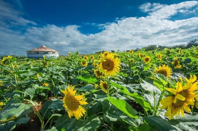惊艳！花仙子这片向日葵花海盛情绽放！你去看了吗？