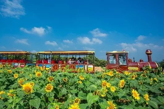 惊艳！花仙子这片向日葵花海盛情绽放！你去看了吗？