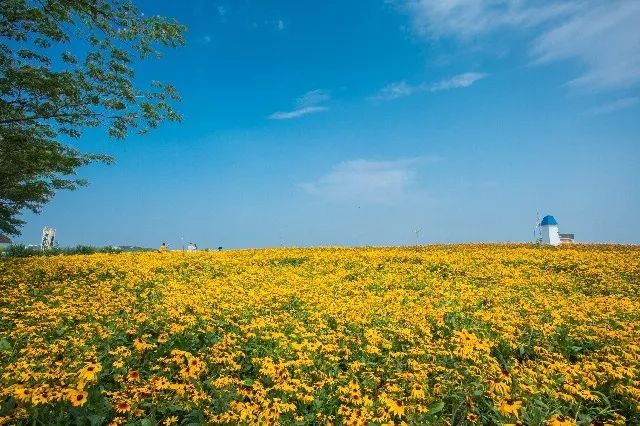 惊艳！花仙子这片向日葵花海盛情绽放！你去看了吗？