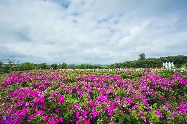 惊艳！花仙子这片向日葵花海盛情绽放！你去看了吗？