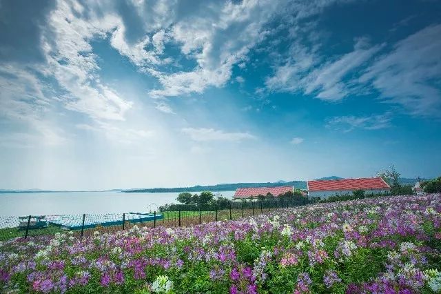 惊艳！花仙子这片向日葵花海盛情绽放！你去看了吗？