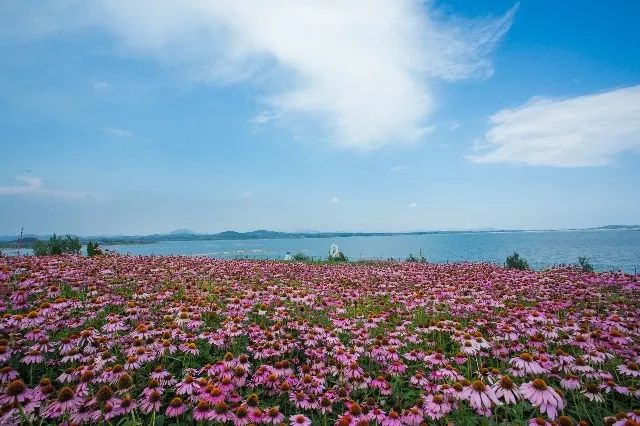 惊艳！花仙子这片向日葵花海盛情绽放！你去看了吗？