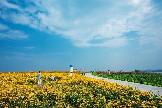 惊艳！花仙子这片向日葵花海盛情绽放！你去看了吗？