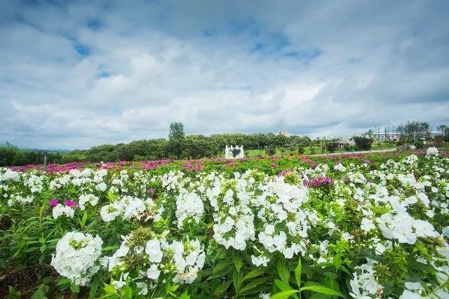 惊艳！花仙子这片向日葵花海盛情绽放！你去看了吗？