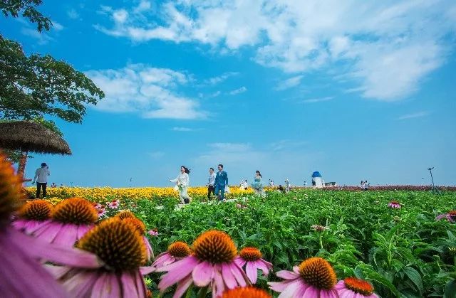 惊艳！花仙子这片向日葵花海盛情绽放！你去看了吗？