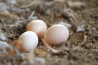 鸭蛋鹅蛋鸡蛋鹌鹑蛋哪个更有营养,鹅蛋鸭蛋鸡蛋鹌鹑蛋哪个更有营养