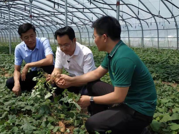 薯立方红薯种植基地,薯立方管理有限公司怎么样