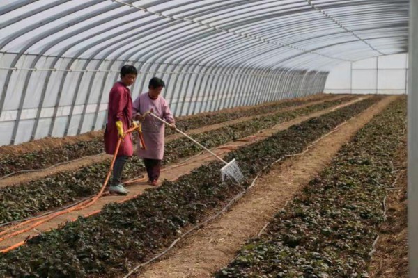 薯立方红薯种植基地,薯立方管理有限公司怎么样
