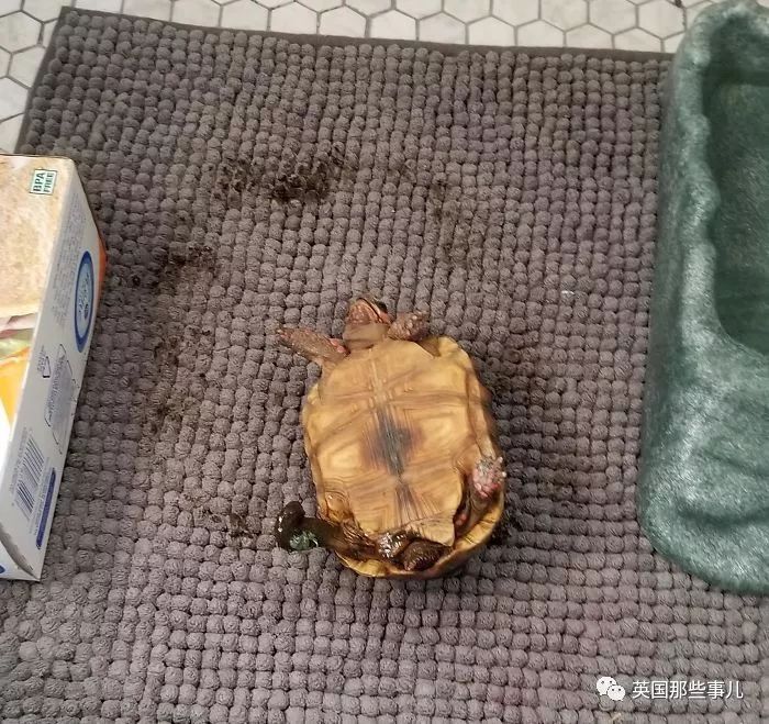 鐖嗙瑧娌欓洉鏃ュ父鍊掗湁鍚堥泦,鏃ュ父鍊掗湁鎼炵瑧娌欓洉瑙嗛