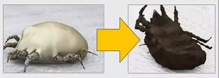 好用的去螨虫喷雾推荐,除螨喷雾排行第一名神器