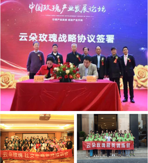 云朵玫瑰值得投资吗,云朵玫瑰代理