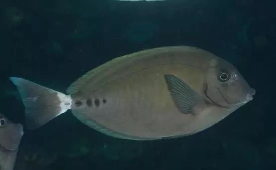 魟鱼混养黑名单,大型混养海缸