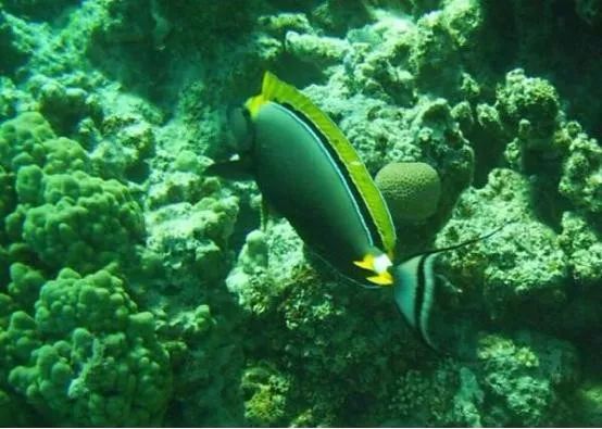 魟鱼混养黑名单,大型混养海缸