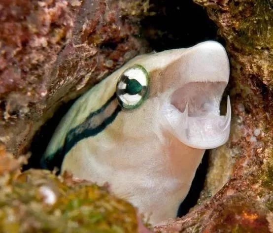 魟鱼混养黑名单,大型混养海缸