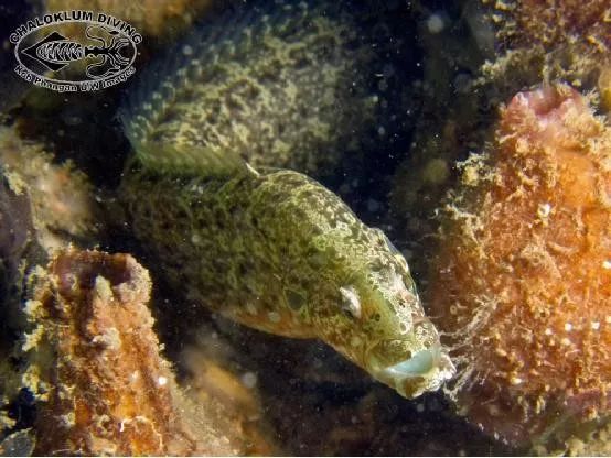 魟鱼混养黑名单,大型混养海缸