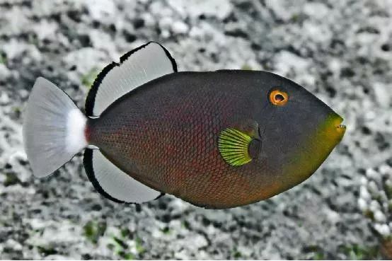 魟鱼混养黑名单,大型混养海缸