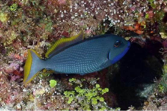 魟鱼混养黑名单,大型混养海缸