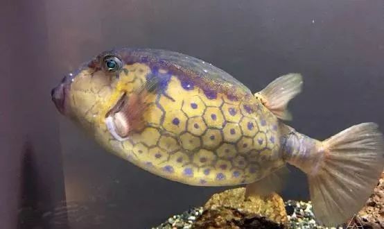 魟鱼混养黑名单,大型混养海缸