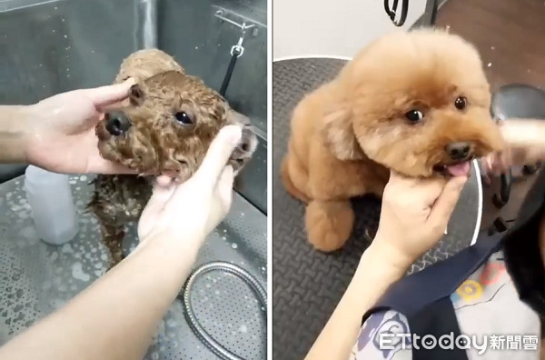 贵宾狗洗澡的正确方法,贵宾犬洗澡后怎么拉毛