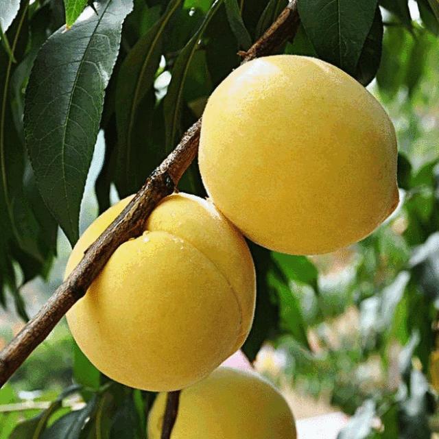 奉贤正宗黄桃,夏天又香又甜的黄桃