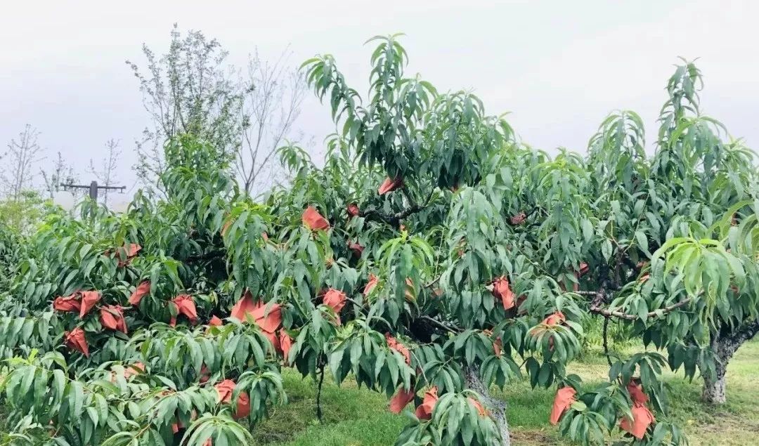 奉贤正宗黄桃,夏天又香又甜的黄桃