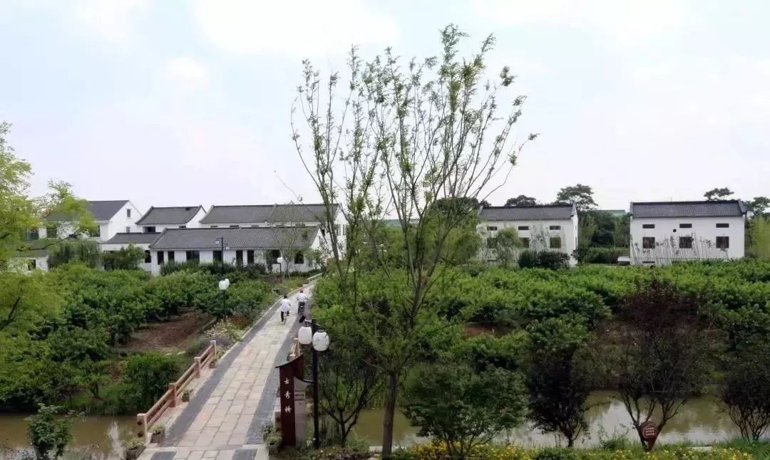 奉贤正宗黄桃,夏天又香又甜的黄桃