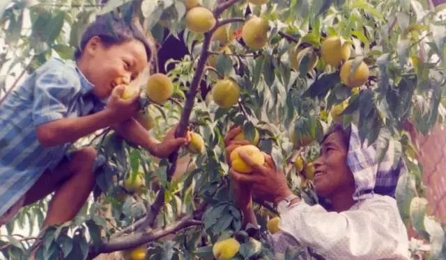 奉贤正宗黄桃,夏天又香又甜的黄桃