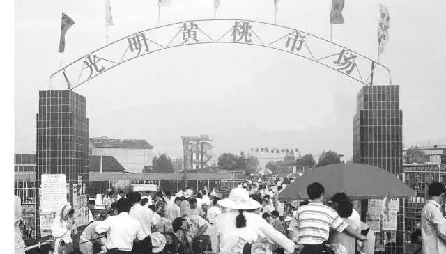 奉贤正宗黄桃,夏天又香又甜的黄桃