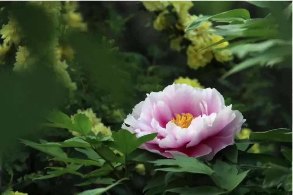 中国官方承认的国花选出来了吗,中国的国花目前选出来了吗