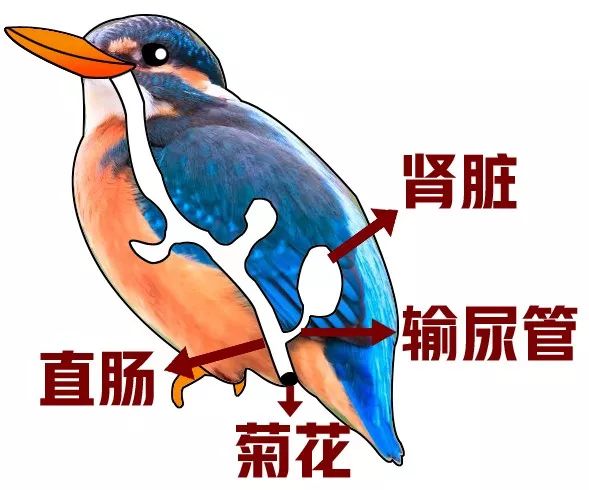 鸟屎为什么有青的,鸟屎为什么是一条条的