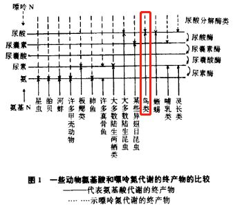 鸟屎为什么有青的,鸟屎为什么是一条条的