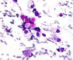 鸟屎为什么有青的,鸟屎为什么是一条条的