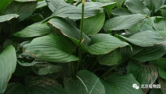 最耐寒的玉簪品种,北京植物园园艺