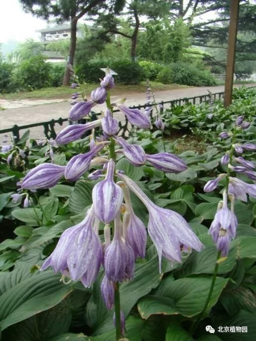 最耐寒的玉簪品种,北京植物园园艺