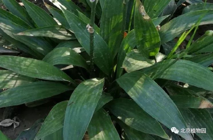 最耐寒的玉簪品种,北京植物园园艺
