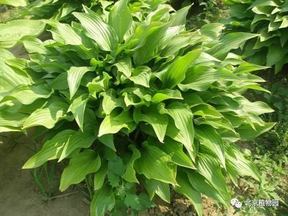最耐寒的玉簪品种,北京植物园园艺
