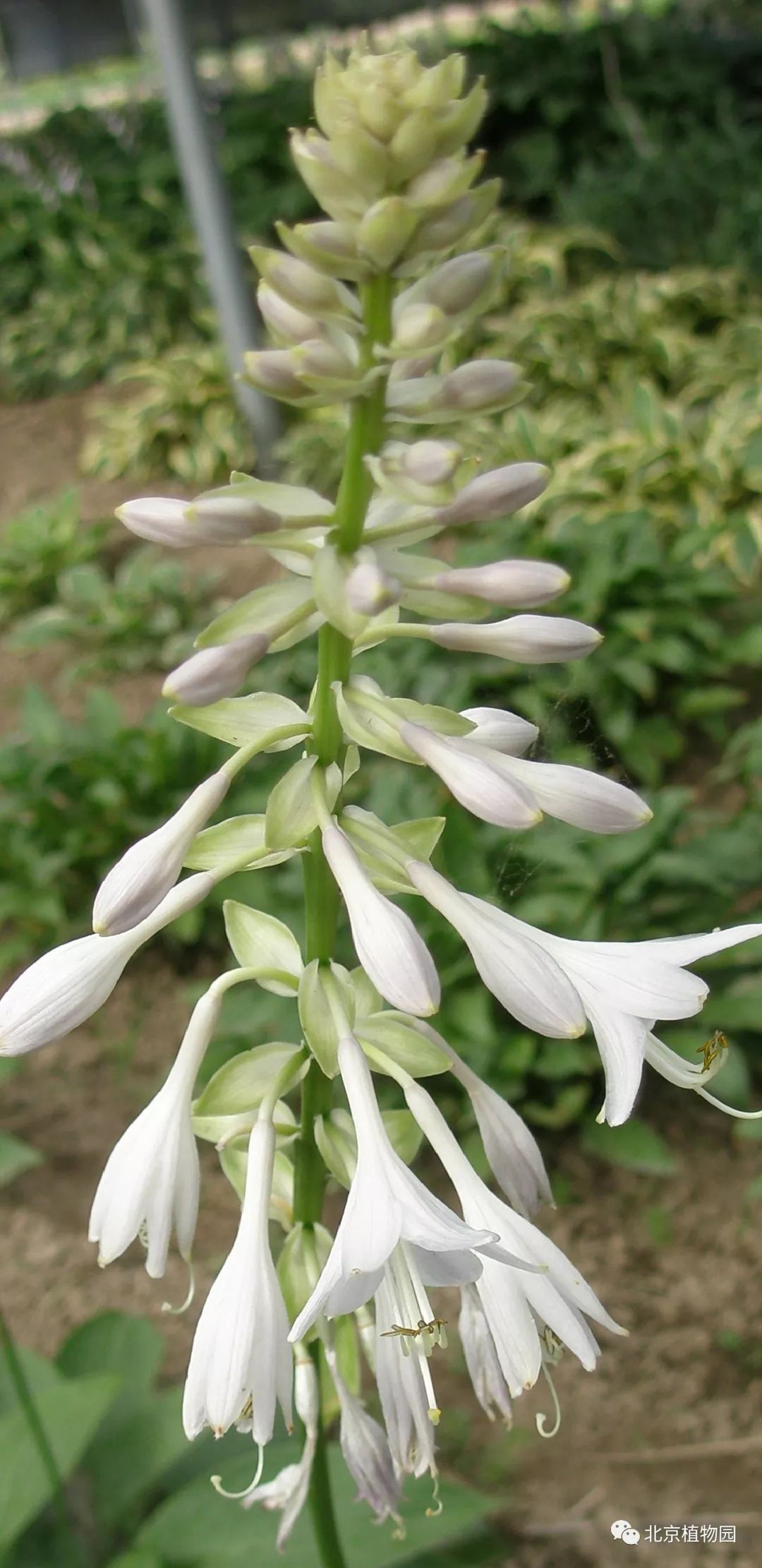最耐寒的玉簪品种,北京植物园园艺