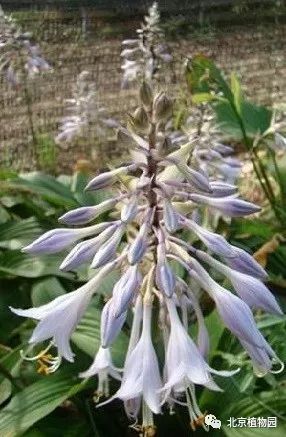 最耐寒的玉簪品种,北京植物园园艺