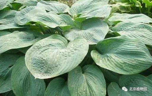 最耐寒的玉簪品种,北京植物园园艺