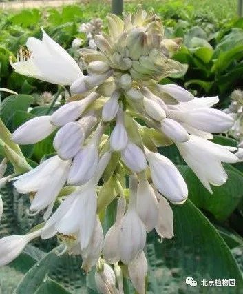 最耐寒的玉簪品种,北京植物园园艺
